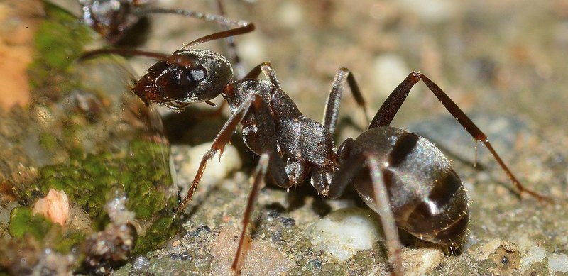 insects ant serviformica cunicularia 4k