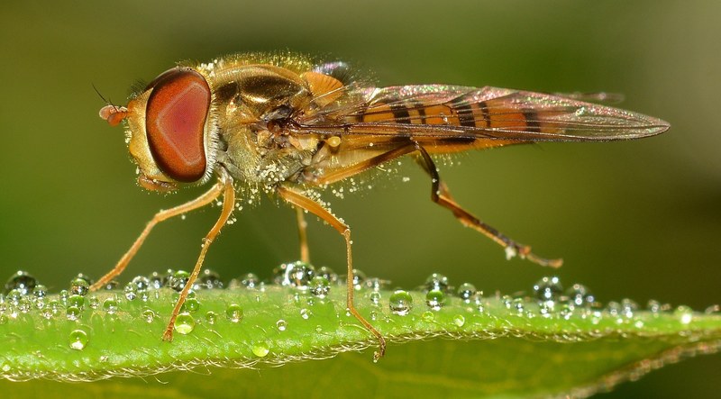 insects diptera episyrphus balteatus 4k