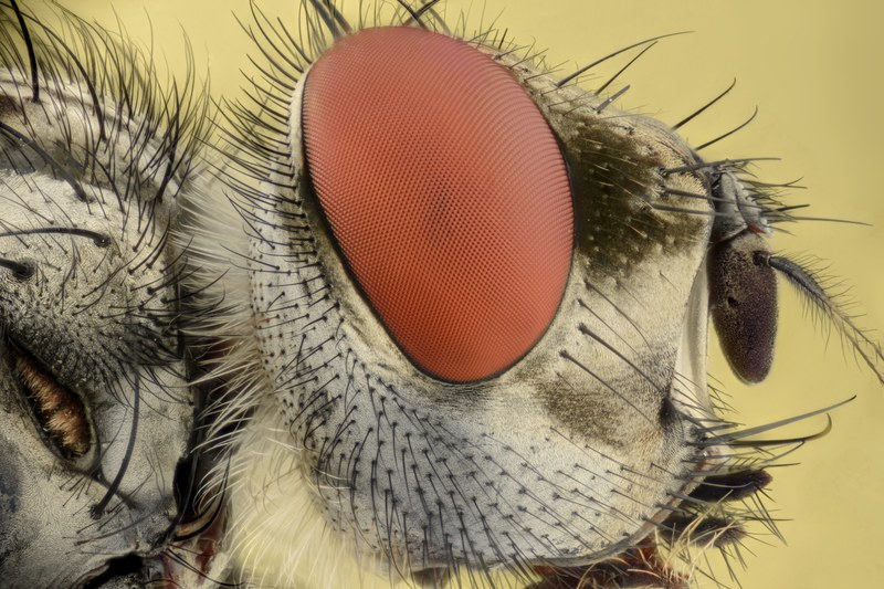 insect extreme macro eyes bug fly focus animal 4k