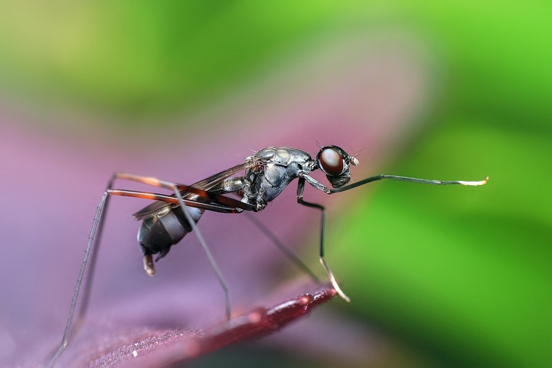 insect macro animal fly wildlife detailed nature 4k