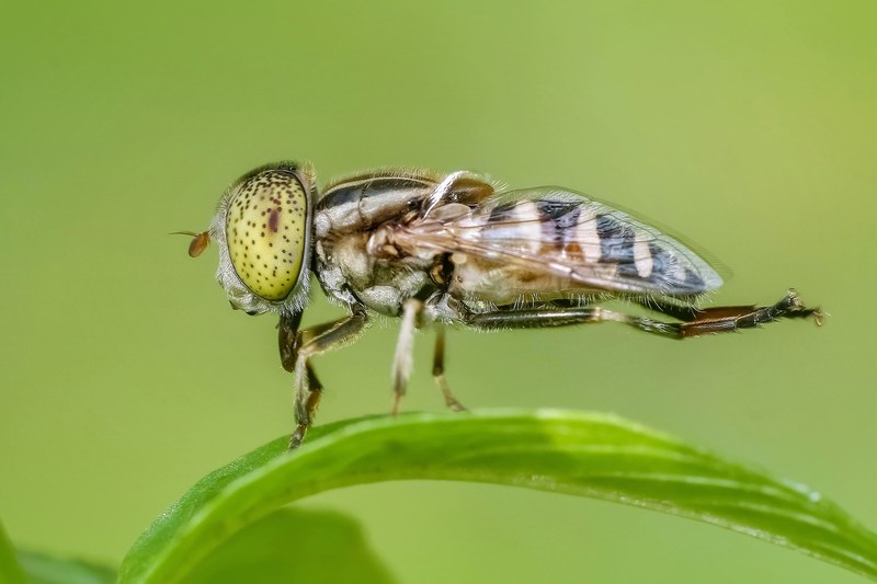 insect macro fly animal nature magnification 4k