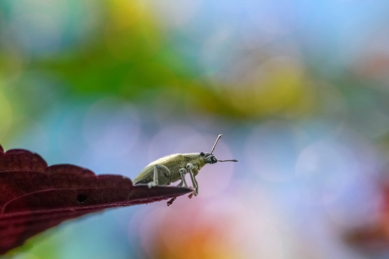 insect bug macro animal nature wildlife colors 4k