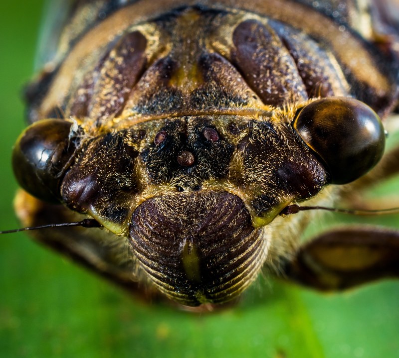 insect new insect whopper close 4k