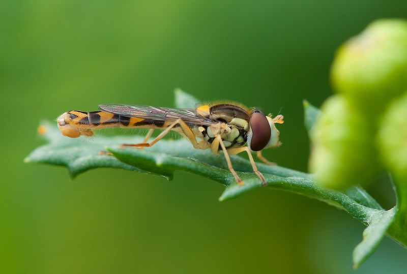 insect hoverfly summer nature macro 4k