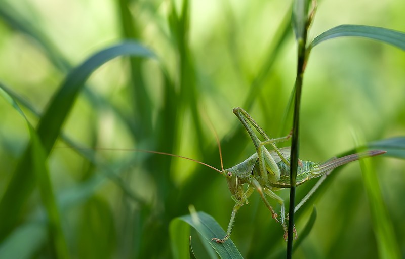 insect nature tettigonia viridissima grass macro 4k