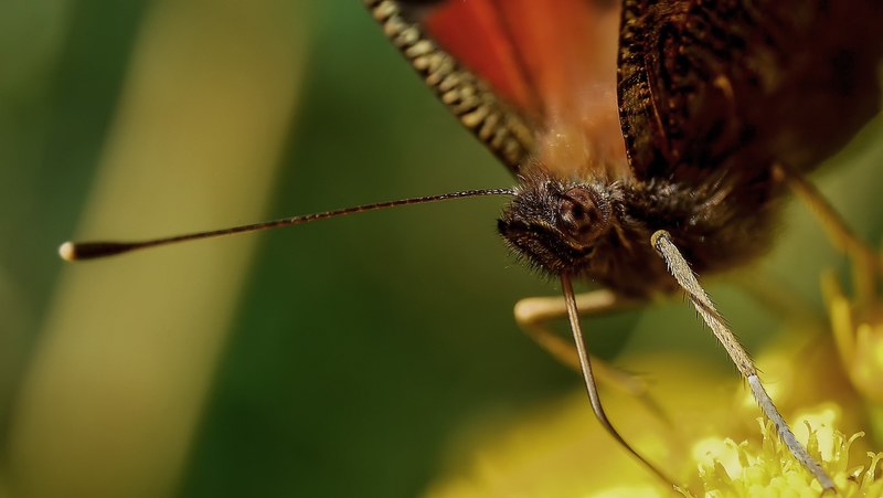 insect proboscis butterfly suck 4k