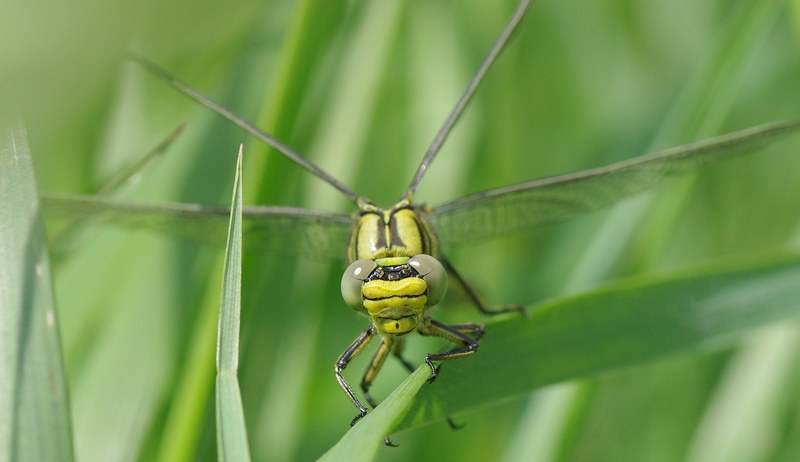 insect dragonfly vulgatissimus yellow dragonfly 4k