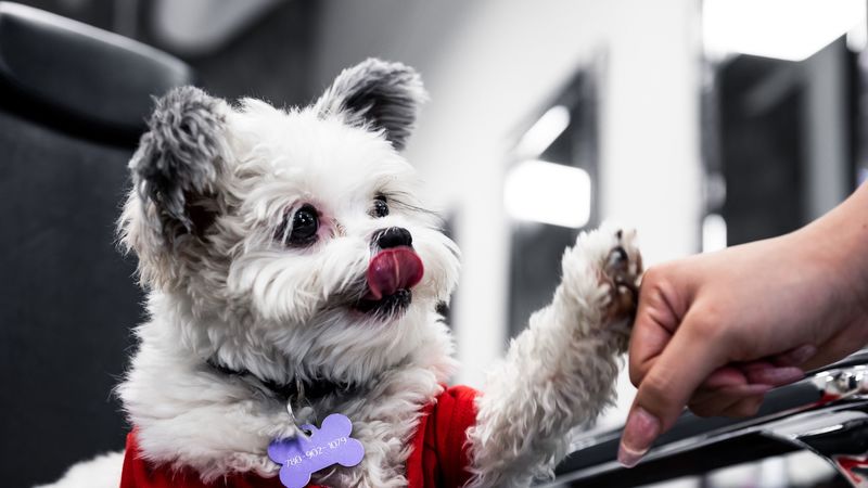 puppy, dog, cute, protruding tongue, 4k