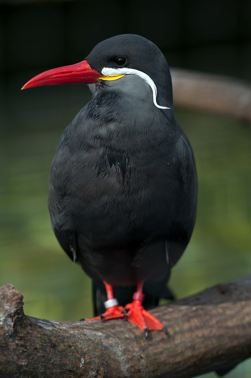 inca tern schwalbe bird larosterna inca animal zoo 4k