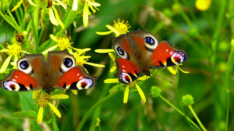 inachis io butterfly butterfly peacock nature 4k