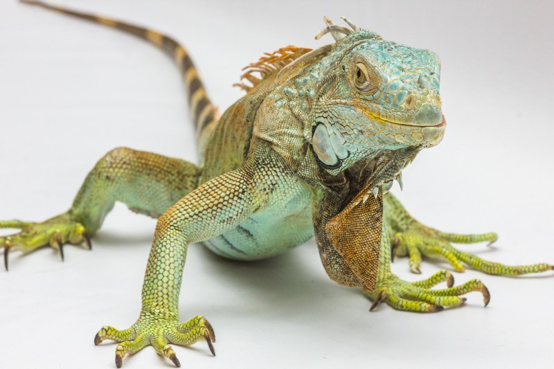 iguana white background reptile 4k