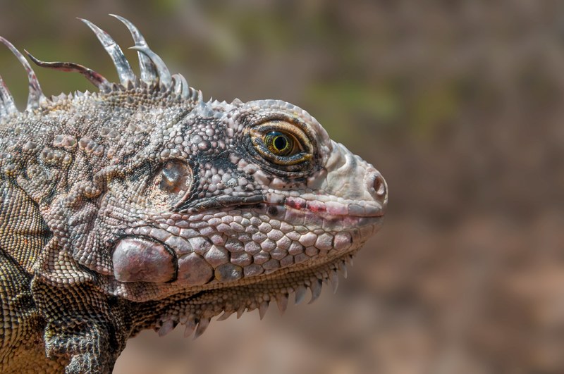 iguana reptile wildlife animal nature comb scale 4k
