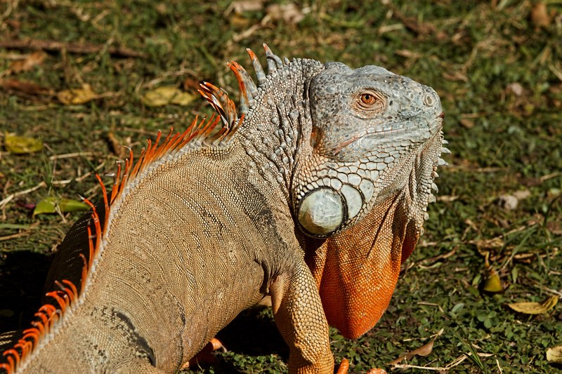 iguana reptile lizard dragon animal 4k