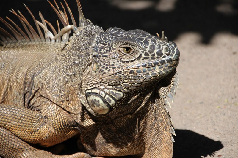 iguana dragon reptile animal creature scale 4k