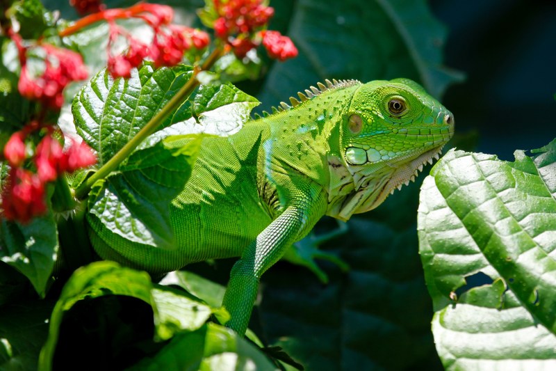 iguana reptile animals lizard green nature 4k