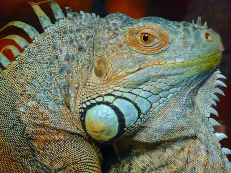 iguana green lizard kaltblut reptile animal 4k