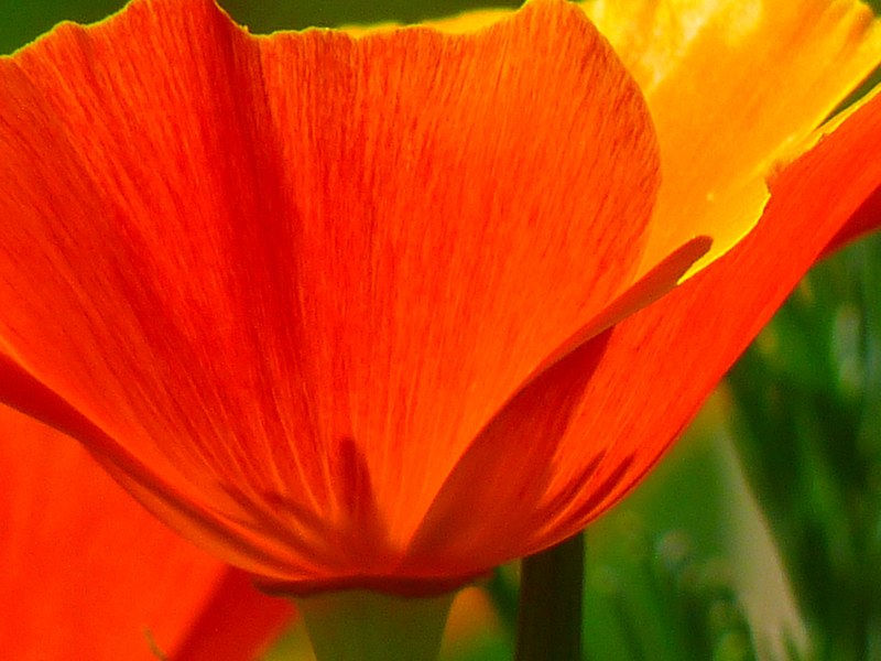 iceland poppy papaver nudicaule naked stalks poppy 4k