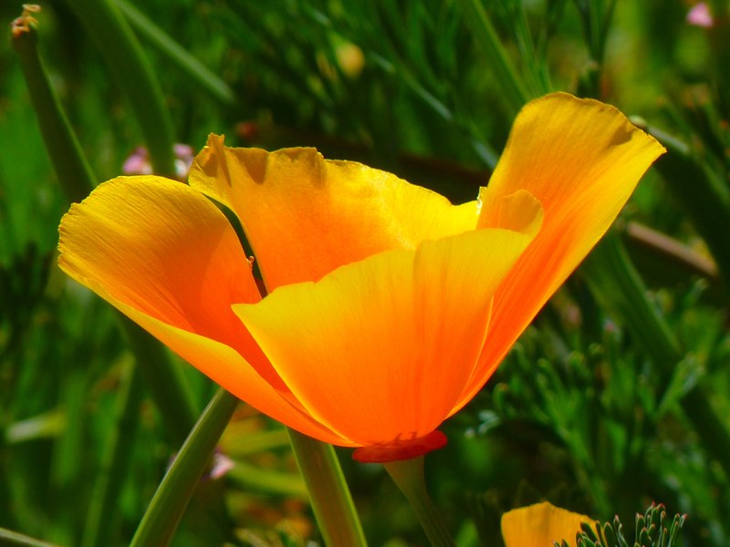 iceland poppy papaver nudicaule naked stalks poppy 4k