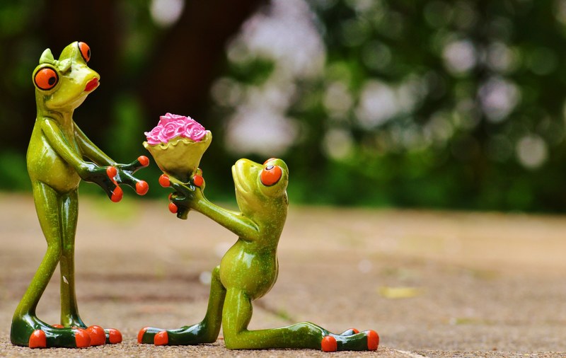 i beg your pardon marriage proposal excuse me frog 4k