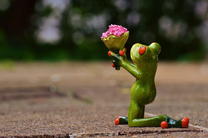 i beg your pardon excuse me frog sweet cute funny 4k