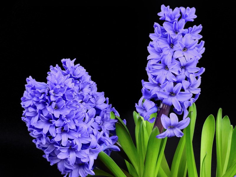 hyacinth flower blossom bloom bloom spring nature 4k