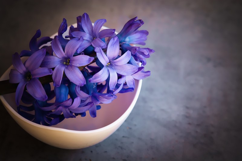 hyacinth flower violet flowers close spring flower 4k