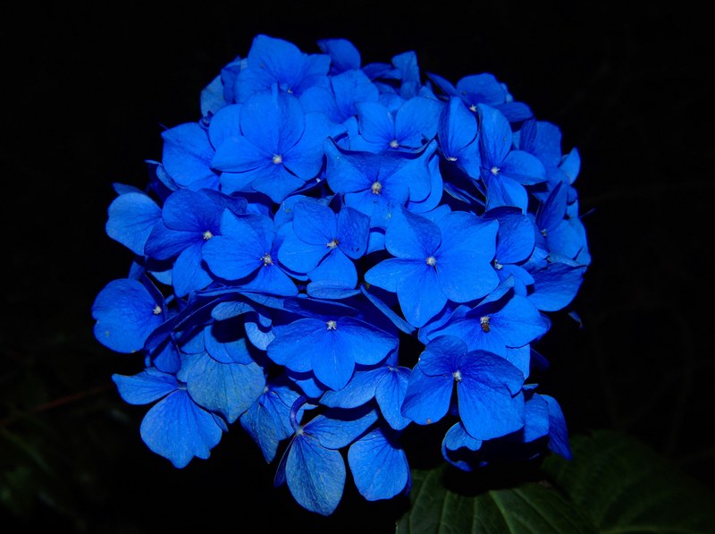 hydrangea blossom bloom flower garden plant blue 4k