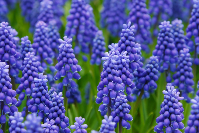 hyacinth muscari grape hyacinth flowers bed bloom 4k