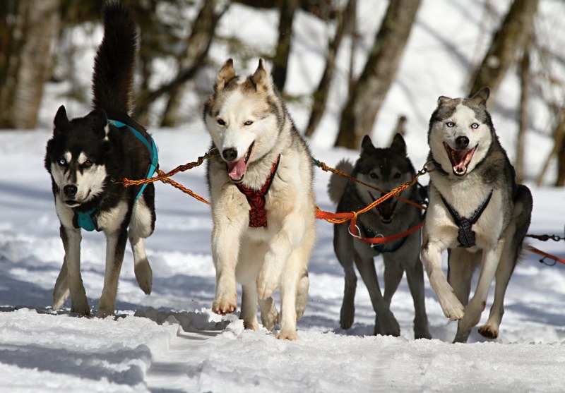 huskies husky blue eye dog snow race sled dog 4k