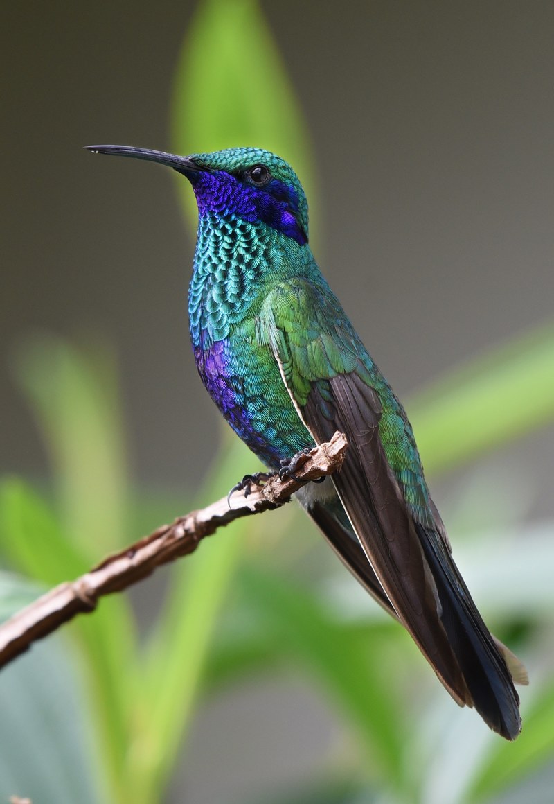 hummingbird bird nature tropical wings 4k
