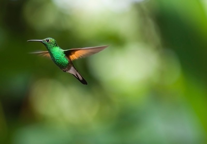 hummingbird bird trochilidae fly spring dress 4k
