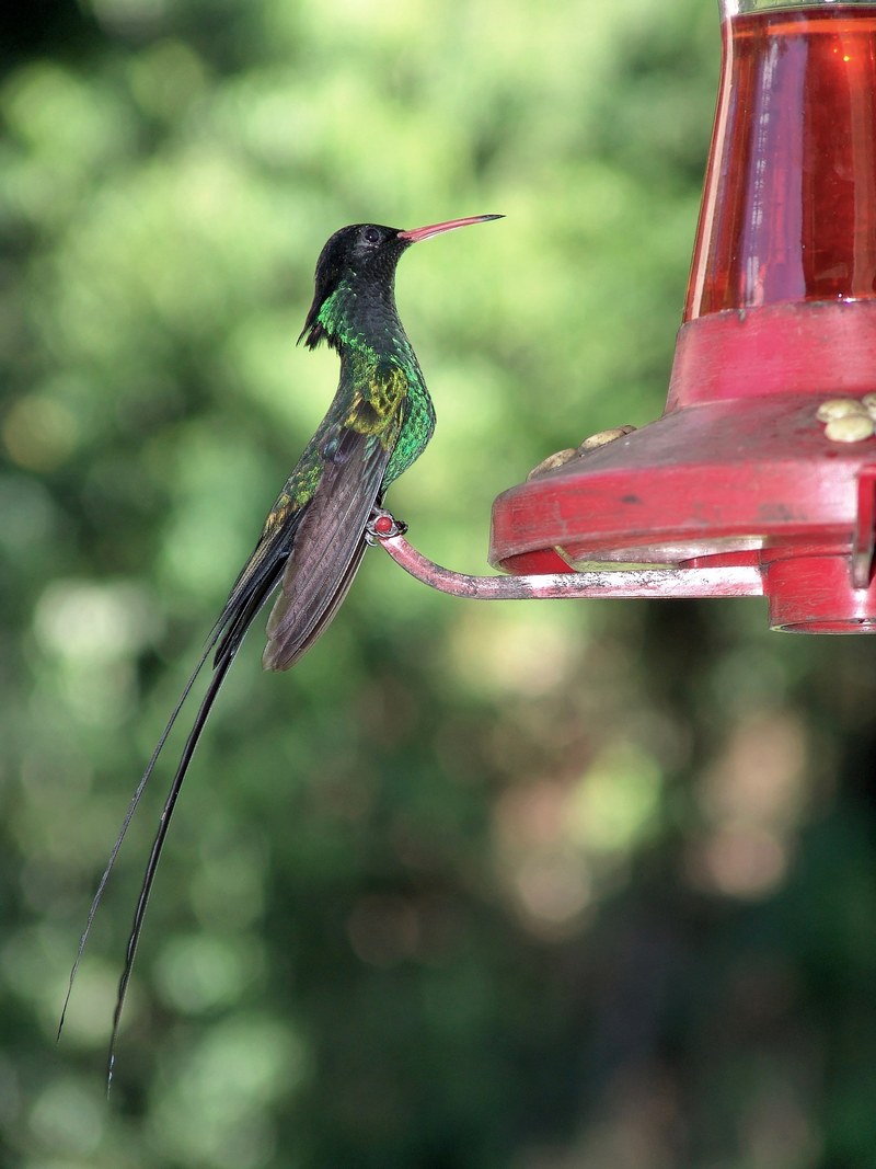 hummingbird bird nectar bill fly green drink 4k