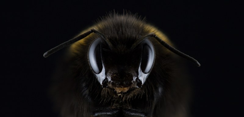hummel bombus eye insect sting antennas bee 4k