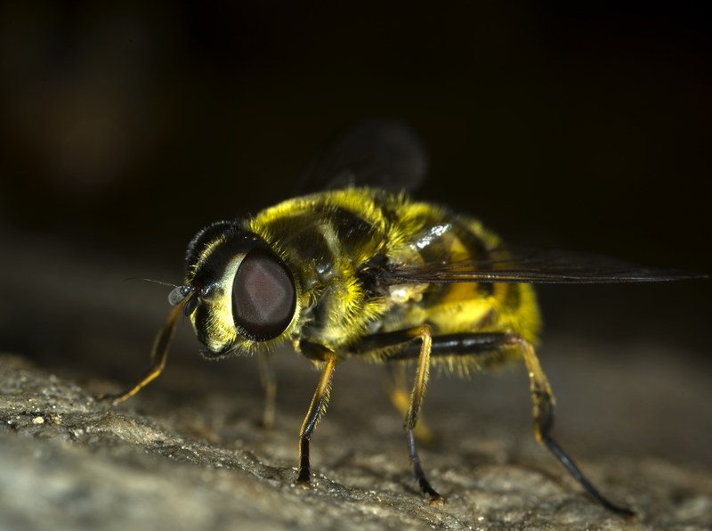 hoverfly fly insect bug macro nature wildlife 4k