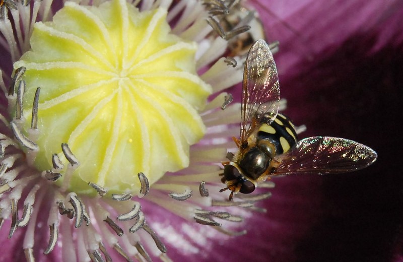 hoverfly fly insect macro flower flora fauna 4k
