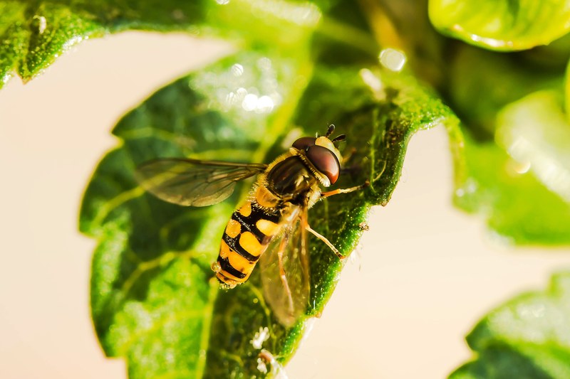 hover fly insect animal fly mist bee leaf 4k