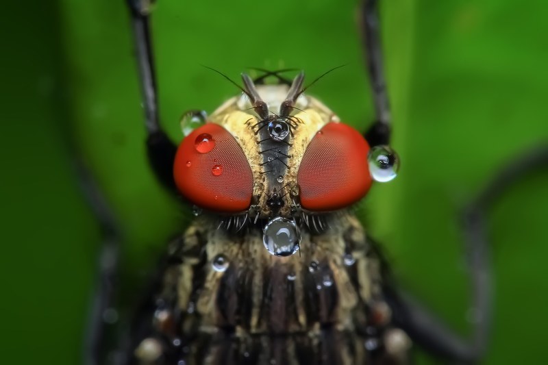 housefly insect macro pest animal eye 4k