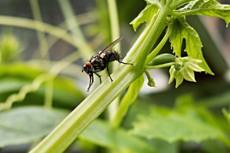 housefly artichoke sheet green insect macro 4k
