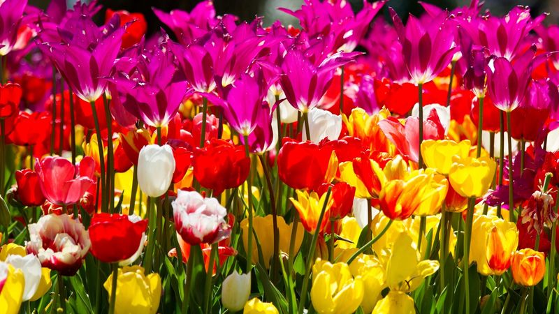 tulips, flowers, different, flowerbed, sunny, 4k