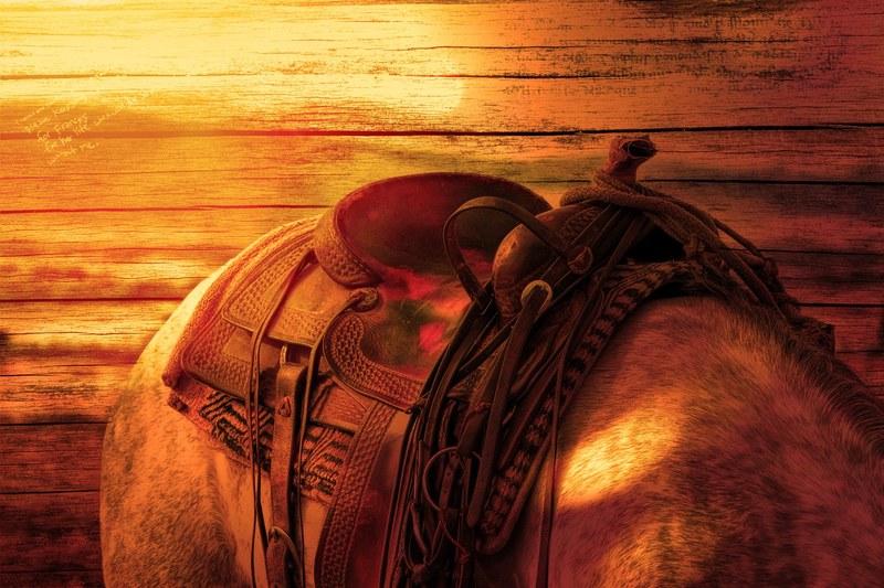 horses back ride horse saddle sunlight wood 4k