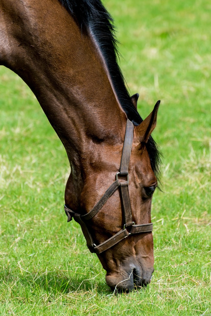 horseback riding horse head animal mammal 4k