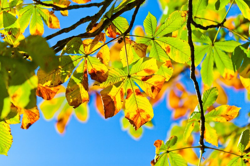 horse chestnut tree aesculus buckeye tree autumn 4k