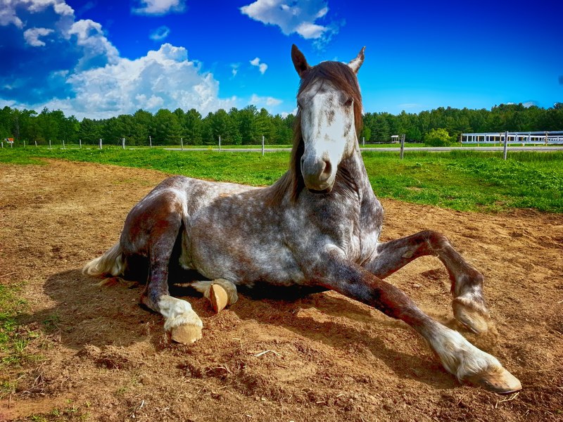 horse countryside farm animal nature field 4k