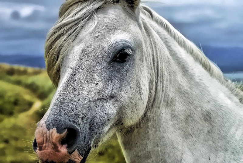 horse head animal portrait countryside head mane 4k