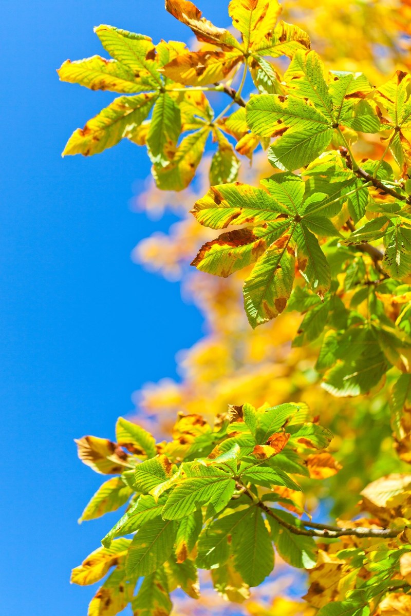 horse chestnut tree aesculus buckeye tree autumn 4k