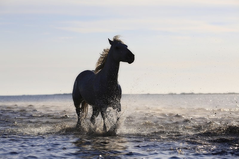 horse gallop horses standard equine mane trotter 4k
