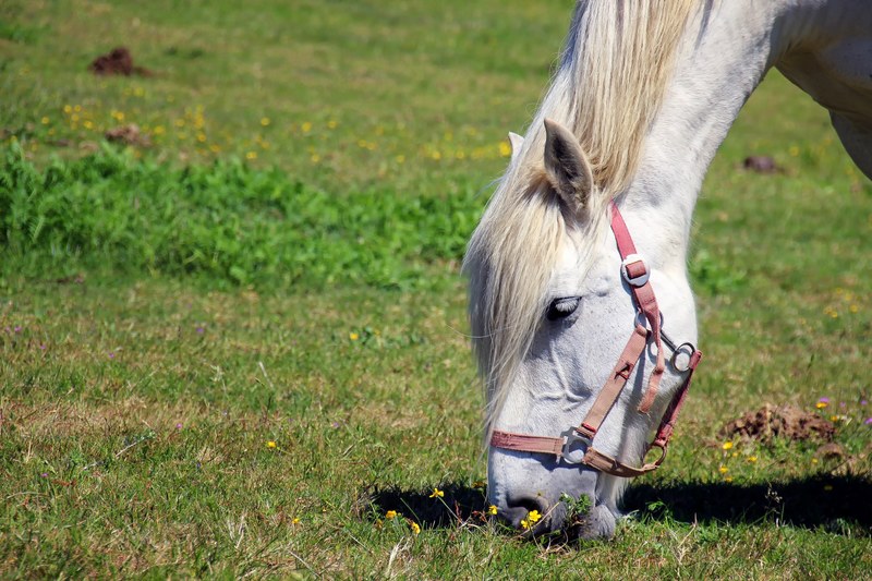 horse horse head pferdeportrait white 4k
