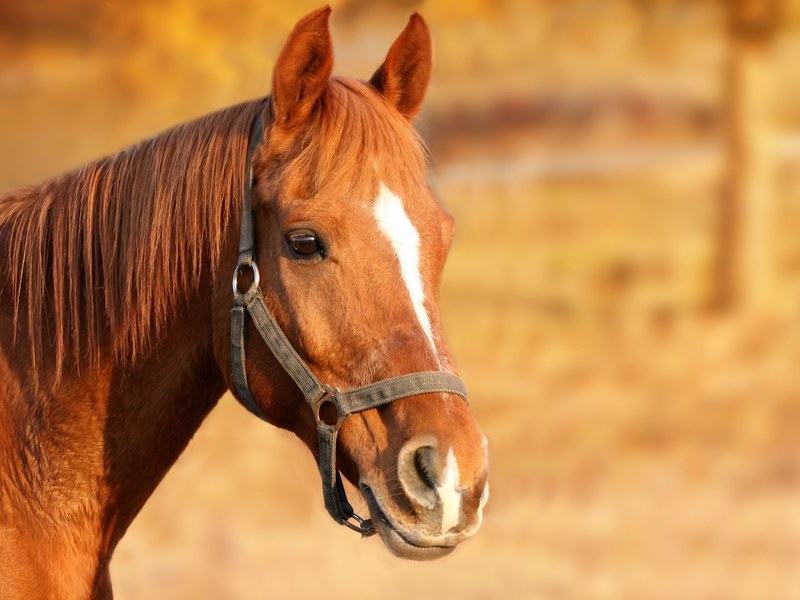 horse brown animal portrait horse head animal 4k