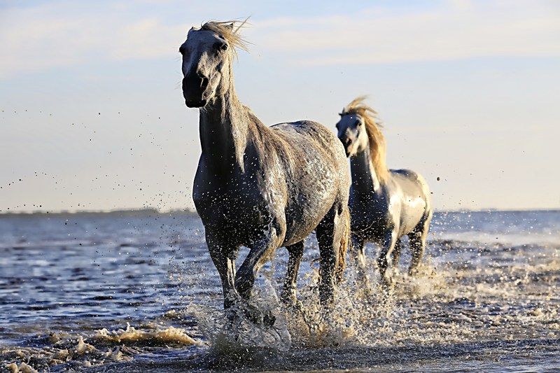 horse white horsehair equine horseback riding mane 4k
