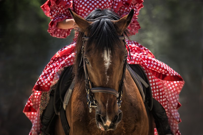 horse horse show horse head horseback riding animal 4k